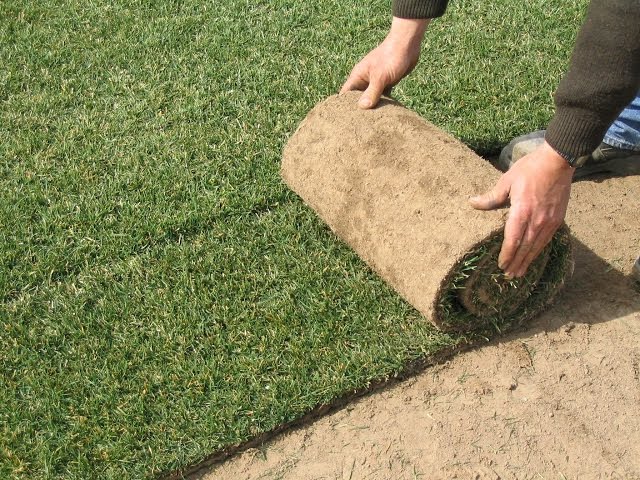 Césped natural chamba listo para instalación